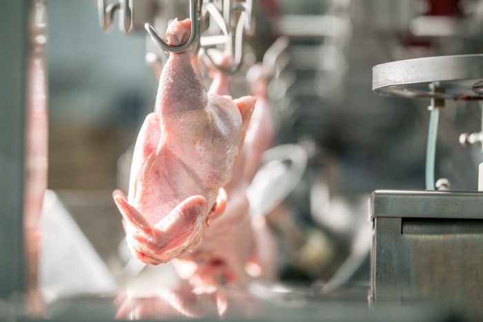 Co należy wiedzieć o produkcji drobiu na skalę przemysłową